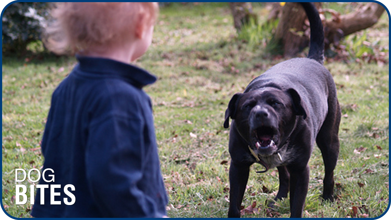 Dog Bites – Who Is At Fault?